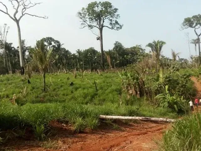 Imagem: Fazenda Realidade Am