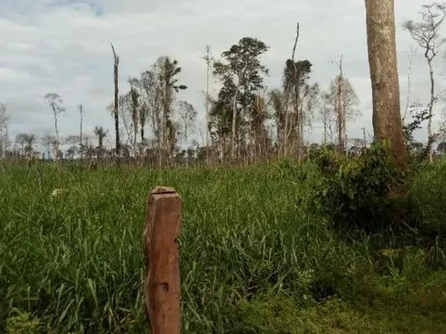 Imagem 2: Fazenda Realidade Am