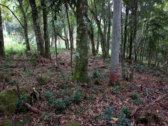 Imagem 12: Lindíssima Chácara de 8.400 Mts2 em Gramado