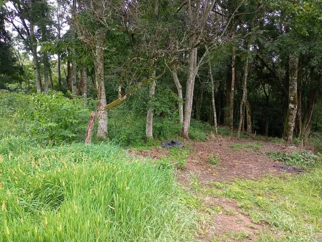Imagem 3: Lindíssima Chácara de 8.400 Mts2 em Gramado