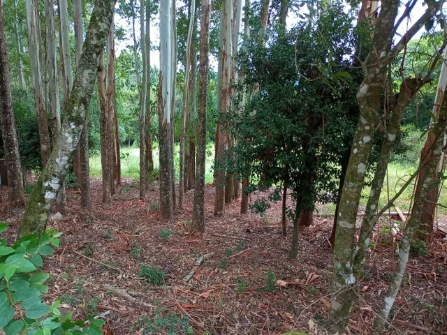 Imagem 6: Lindíssima Chácara de 8.400 Mts2 em Gramado