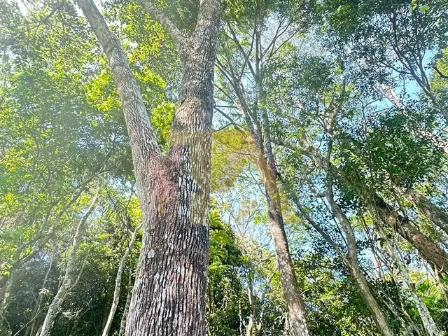Imagem 2: Terreno de 1 Hectare