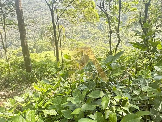Imagem 8: Terreno de 1 Hectare