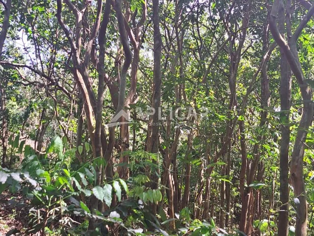 Imagem 5: CHÁCARA À VENDA NA ESTRADA VELHA DE GUARAPUAVA, 17KM DE FOZ DO IGUACU - PR