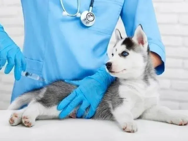 Imagem: Clínica Veterinária Completa À Venda