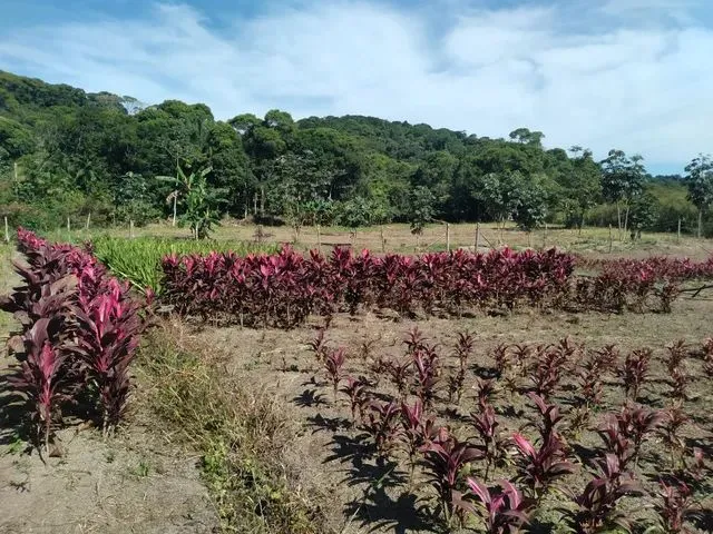 Imagem: A fazenda possui 10.000m² de Área e está localizado em