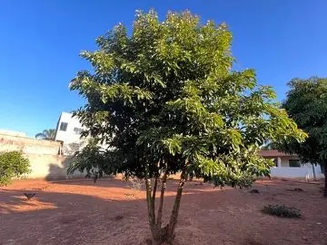 Imagem 15: Chácara 1.000 M2