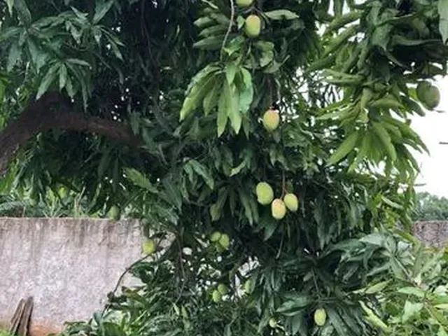 Imagem 6: Chácara 1.000 M2