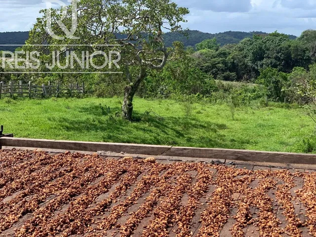 Imagem: Fazenda à venda em Ilhéus-BA com 242 hectares!