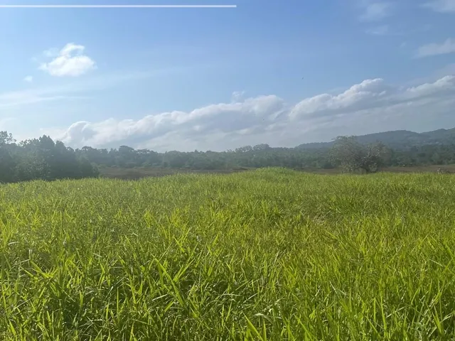 Imagem 2: Fazenda à venda em Ilhéus-BA com 242 hectares!