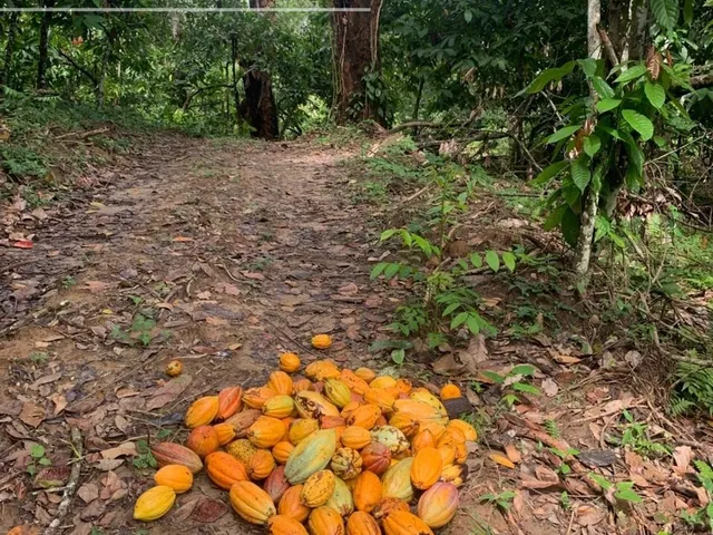 Imagem 5: Fazenda à venda em Ilhéus-BA com 242 hectares!
