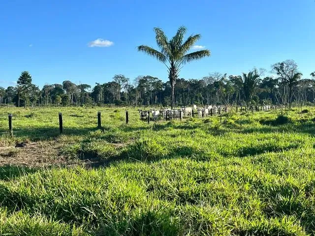 Imagem 7: Sítio Localizada na Lh 03 do Flor do Amazonas a 31 Km de Cándeias do Jamari