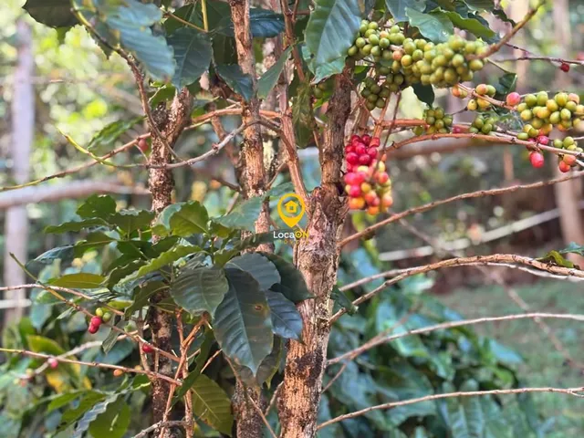 Imagem 2: Sítio 4 dormitórios à venda Jardins de Petrópolis Nova Lima/MG