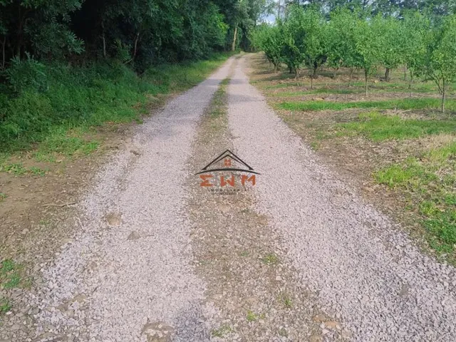 Imagem 6: Sítio à venda em Farroupilha, Linha Palmeiro - 4 Dormitórios e Suíte