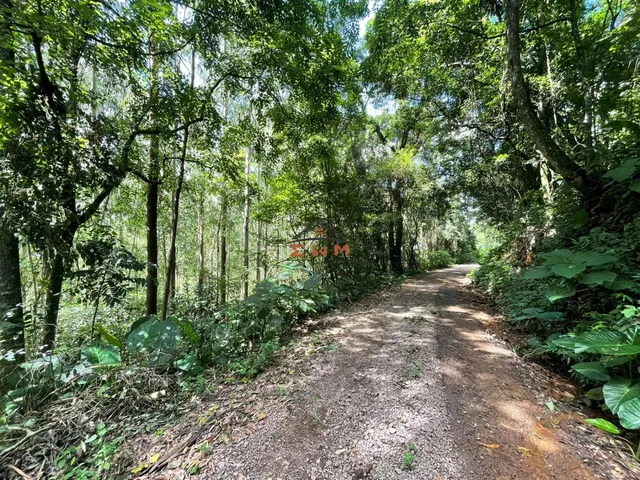 Imagem: Área com 50.000 M² Plantado com Eucalipto