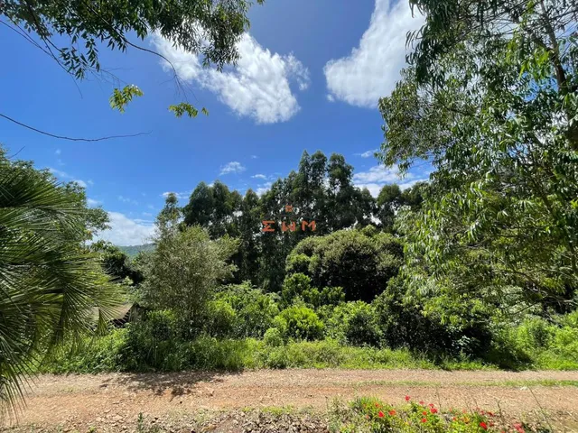 Imagem 2: Área com 50.000 M² Plantado com Eucalipto