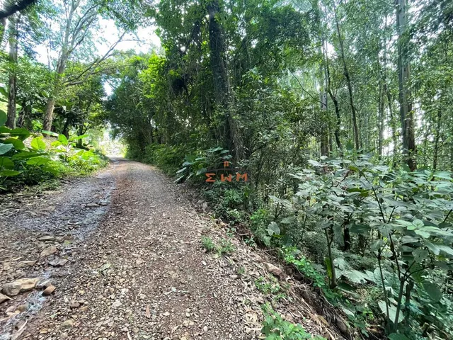 Imagem 3: Área com 50.000 M² Plantado com Eucalipto
