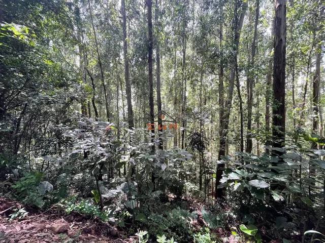 Imagem 6: Área com 50.000 M² Plantado com Eucalipto