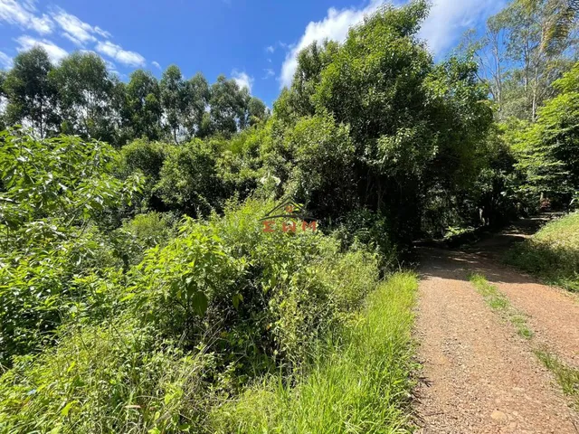 Imagem 7: Área com 50.000 M² Plantado com Eucalipto