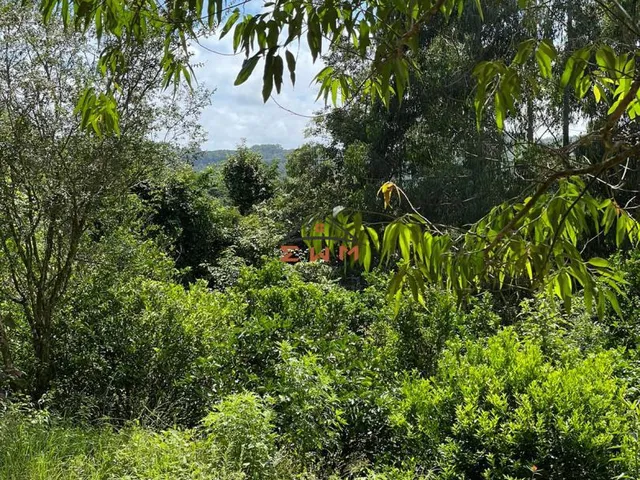 Imagem 8: Área com 50.000 M² Plantado com Eucalipto