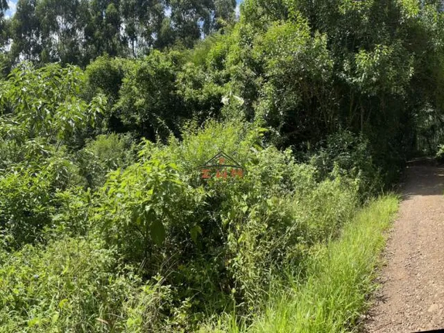 Imagem 9: Área com 50.000 M² Plantado com Eucalipto