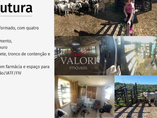 Imagem 12: Fazenda em Itabela BA - Produtiva e Totalmente operante para exploração pecuária