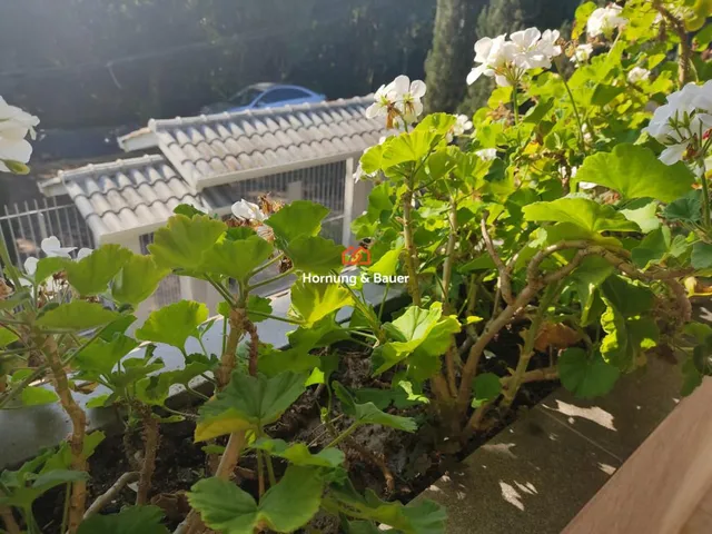 Imagem 16: Casa à venda em Estância Velha, Centro