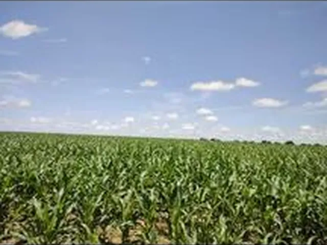 Imagem: Faz 203 Alq Plantando 300 Hec Coloca Pivô