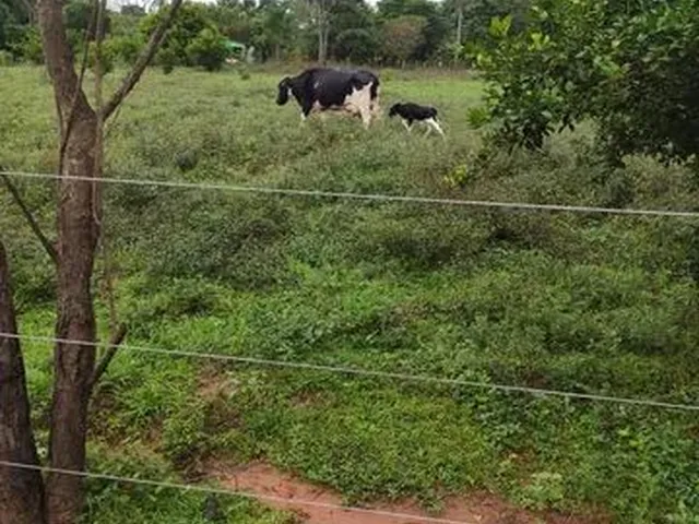Imagem 6: Cód.147- Chácara com Rio em Corguinho/Ms