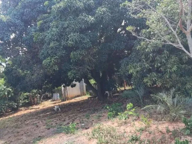 Imagem 8: Chácara à venda em Montes Claros, Major Prates, com 3 quartos, 5000m²