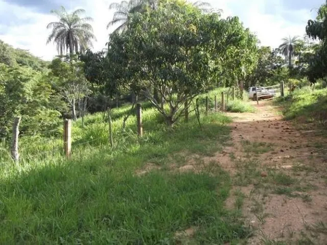 Imagem: Fazendinha Rural de 6.5 Ha Todo Formado