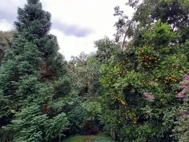 Imagem 13: Casa com Três Dormitórios. Bairro Juriti , Nova Petrópolis Rs! Ref: 919
