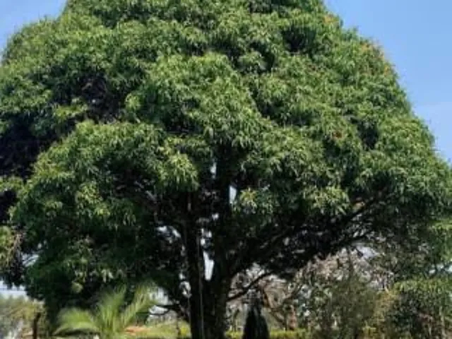 Imagem 8: Chácara À Venda | Chácara Estrela D&Apos;Alva