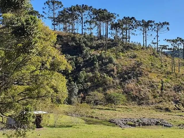 Imagem 3: SITIO RESIDENCIAL em Alfredo Wagner - SC, Lomba Alta