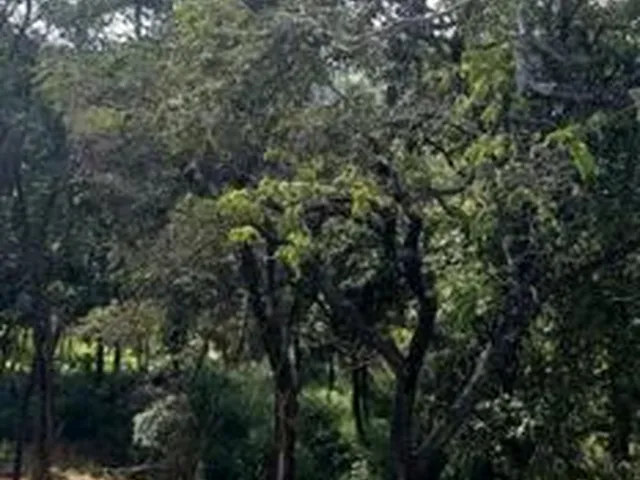 Imagem 5: Chacara no Bairro Jardin Rosario em Ibirite