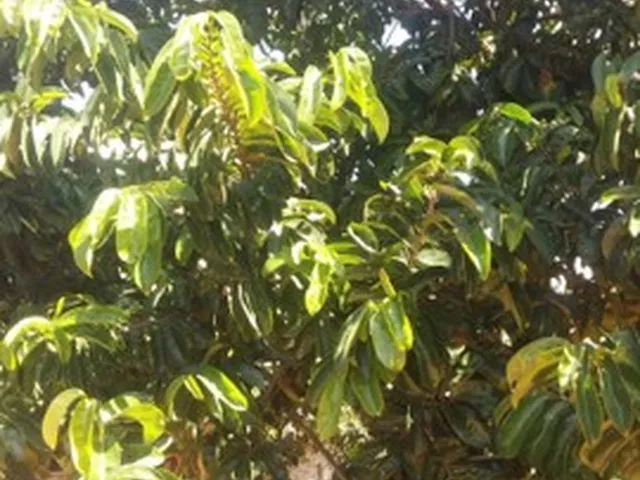 Imagem 4: Casa Tipo Barraco em Condominio Ponte Alta