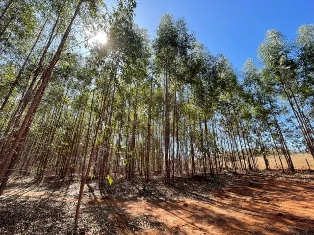 Imagem 2: Excelente Terreno Com12,5 Hectares em Itaúna/Mg