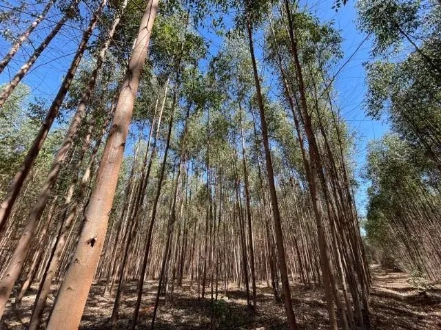 Imagem 4: Excelente Terreno Com12,5 Hectares em Itaúna/Mg