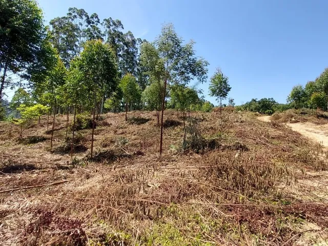 Imagem 1: Terreno à venda em Fundos Aurora - Aurora/SC, Rural