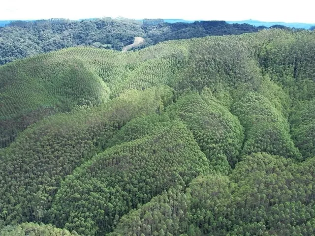 Imagem: FAZENDA COM REFLORESTAMENTO EUCALIPTOS