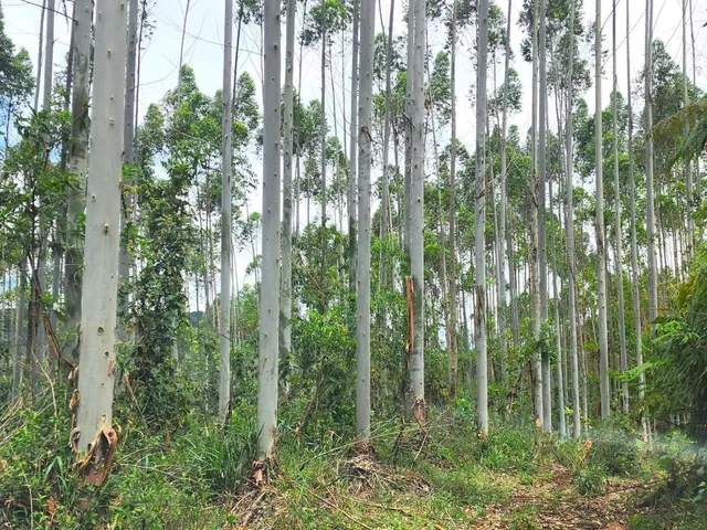 Imagem 13: FAZENDA COM REFLORESTAMENTO EUCALIPTOS