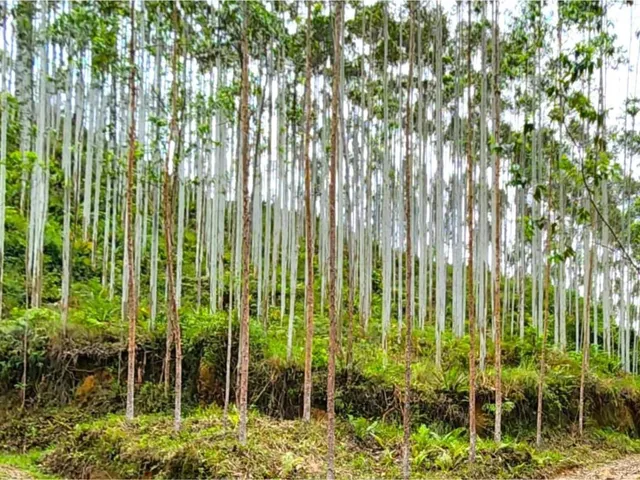 Imagem 5: FAZENDA COM REFLORESTAMENTO EUCALIPTOS
