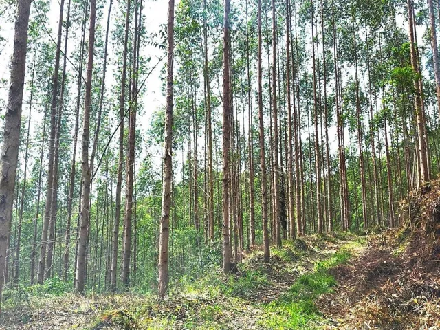 Imagem 14: FAZENDA COM REFLORESTAMENTO EUCALIPTOS