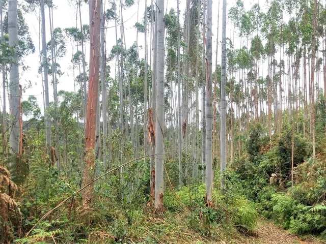 Imagem 16: FAZENDA COM REFLORESTAMENTO EUCALIPTOS
