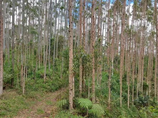 Imagem 2: FAZENDA COM REFLORESTAMENTO EUCALIPTOS