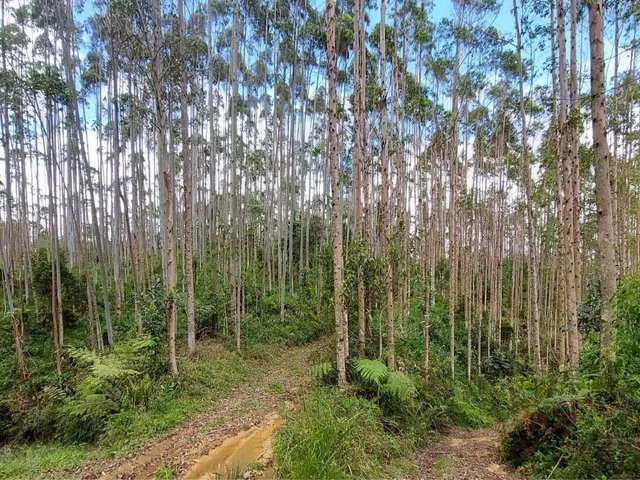 Imagem 9: FAZENDA COM REFLORESTAMENTO EUCALIPTOS