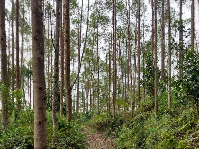 Imagem 7: FAZENDA COM REFLORESTAMENTO EUCALIPTOS