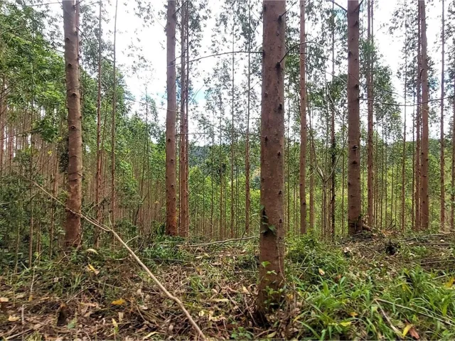 Imagem 6: FAZENDA COM REFLORESTAMENTO EUCALIPTOS