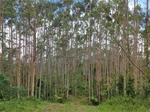 Imagem 15: FAZENDA COM REFLORESTAMENTO EUCALIPTOS