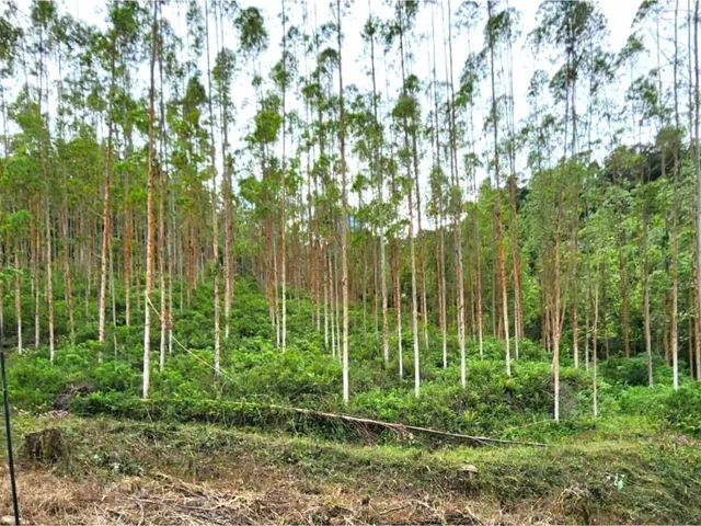 Imagem 10: FAZENDA COM REFLORESTAMENTO EUCALIPTOS